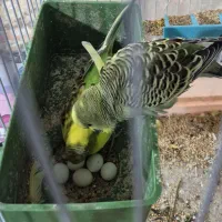 مرغ عشق|پرنده|چابهار, |دیوار