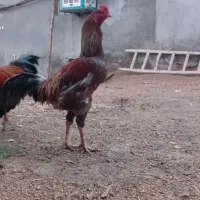 خروس محلی  ولاری اصیل