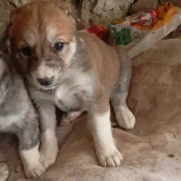 توله ماده افقانی