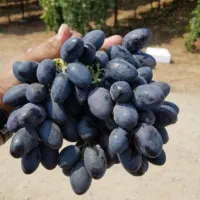 نهال انگور|گل و گیاه طبیعی|کرمان, |دیوار