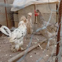 کاکولی
