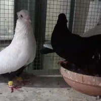 جفت دمبی  با جوجه