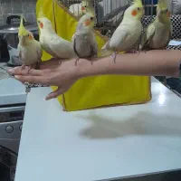 عروس هلندی|پرنده|قرچک, زیبا شهر|دیوار