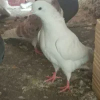 کبوتر.کفتر