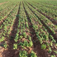 بذر کار لوبیا قطره ای و بارانی جهت کار