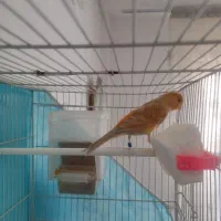 قناری اوپال سرخ نر