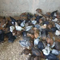 فروش جوجه گلپایگانی. ۳ تا خروس گلین.بوقلمون