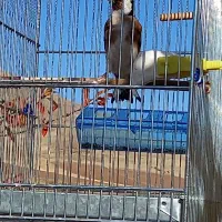 سهره|پرنده|موچش, |دیوار