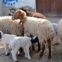 میش زاییده بره نر|حیوانات مزرعه|کاشمر, |دیوار