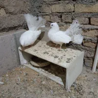 کفتر یا کبوتر دم چتری زینتی|پرنده|پاکدشت, پاکدشت (مامازند)|دیوار