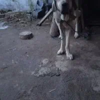 واگذاری‌سگ‌پژدر