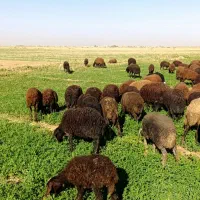 بره ی افشاری|حیوانات مزرعه|رحیمآباد, |دیوار