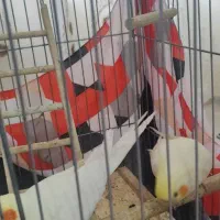 پرنده|پرنده|استهبان, |دیوار