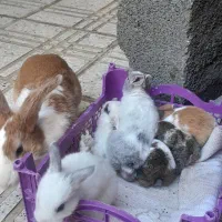 بچه خرگوش