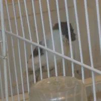 قناری ماده|پرنده|مشهد, حضرت حجت|دیوار