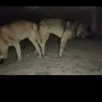 سرابی 6ماهه|سگ|تهران, لاله زار|دیوار