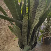 گل ختمی هندی|آرایشی، بهداشتی، درمانی|بروجرد, |دیوار