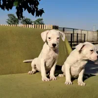 مرکز تخصصی سگ های گارد توله های اورجینال|سگ|گرمدره, |دیوار