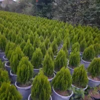 باغبانی صفرتاصد|خدمات باغبانی و درختکاری|گنبد کاووس, |دیوار