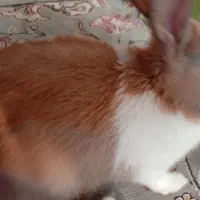 خرگوش  زیبا