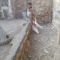 دوتا نر بی بم