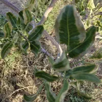 ۶حبه زمین پسته ای شهربابک استبرق ده حاجی