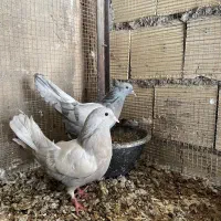 کبوتر اصفهانی