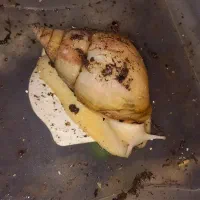 حلزون بچه حلزون تخم‌حلزون