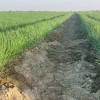 فروش نهال سایروس راتا