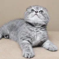 بچه گربه اسکاتیش فولد