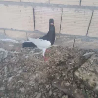 دم سبز ،یهودی سیاه ،دوکت سیاه المانی|پرنده|شوشتر, |دیوار