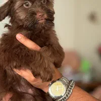 شیتزو پودل|سگ|کرج, گوهردشت|دیوار