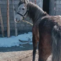 نریمان کرد|اسب و تجهیزات اسب‌سواری|بستان آباد, |دیوار