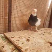 طوقی.شکار.اصفهانی کبوتر