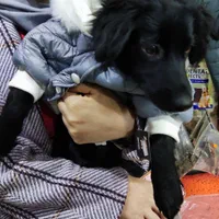 گمشده از یابنده تقاضا میشود اطلاع دهد|حیوانات|کهریزک, |دیوار