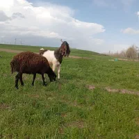 بره نره دو دندان اصل