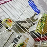 یک جفت عروس هلندی خوش رنگ و جذاب