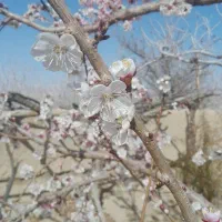 فروش-باغچه