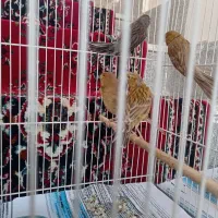 قناری نروماده|پرنده|مشهد, فتح المبین|دیوار