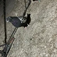 پرشی کار درست