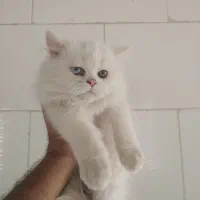 بچه گربه پرشین