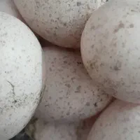 بوقلمون فروشی|حیوانات مزرعه|جیرفت, |دیوار