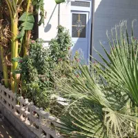 اجاره ۷۰۰متر ویلا باغ|اجارهٔ کوتاه‌مدت ویلا و باغ|اهواز, کمپلو شمالی|دیوار