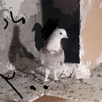 طوقی و جوجه دوبر