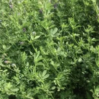 یونجه چین ۳ پرس شده خشک