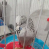 مرغ عشق اینگیلیسی گرید a
