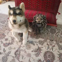 عروسک سگ، تندیس سر شیر