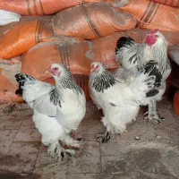 دومرغ یه خروس برهما بالغ