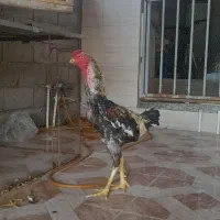 مرغ خروس لاری سالم سرحال
