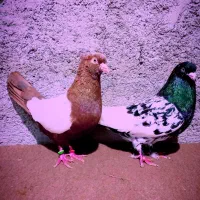 کبوتر اصیل جفت رو تخم